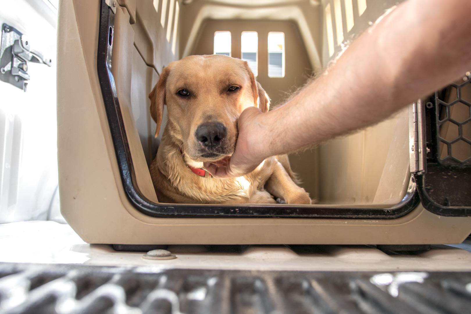 Yellow lab laying down in kennel being petted