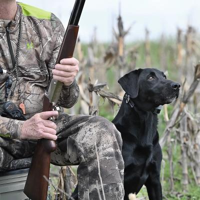 black lab sitting by hunter looking up at sky