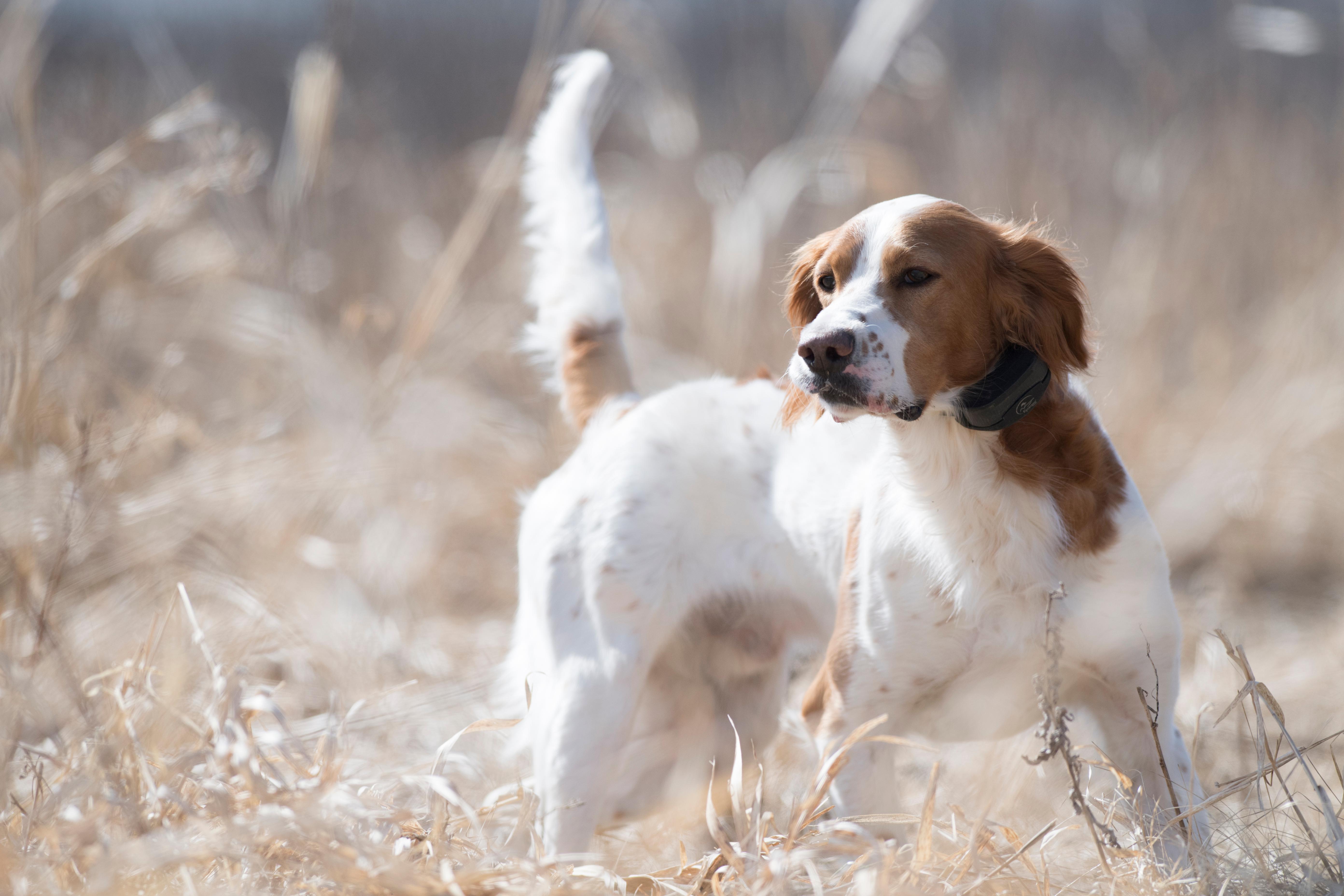 Dressage de chiens d'arrêt avec des oiseaux - Partie 4