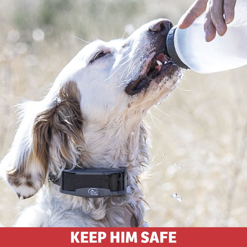 If alerted, go to your dog to assist him (e.g. put eyes on him, take a break, give him water).