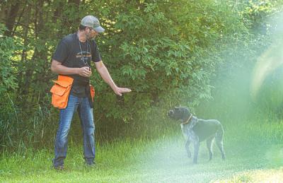 The Key Role of Birds in Building a Finished Gun Dog