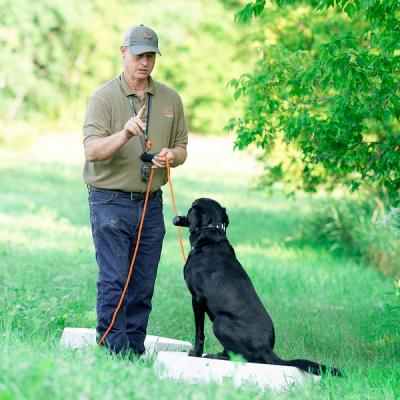 Tom Dokken teaching place command to black lab on small platform