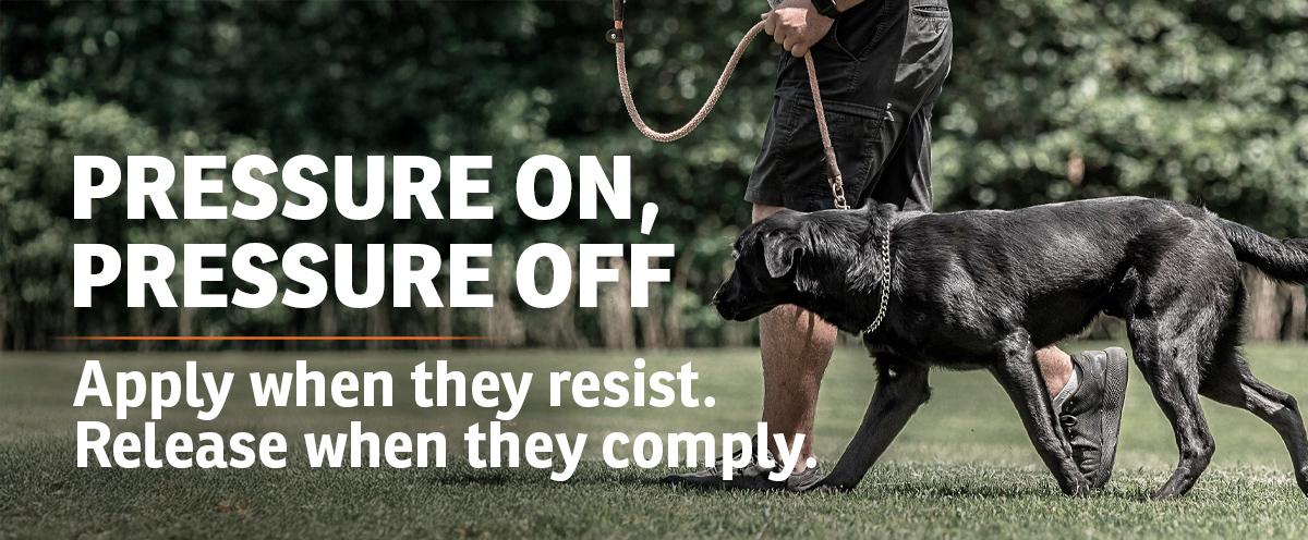 Black lab puppy being walked at heel on leash and training chain with text: Pressure on, Pressure Off. Apply when they resist. Release when they comply.