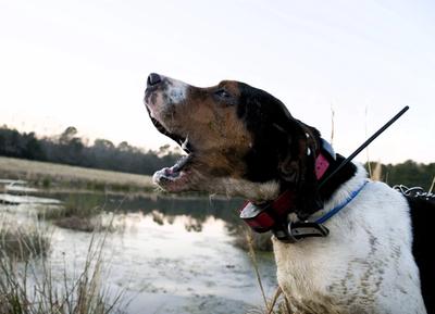 hound lunging forward on a leash