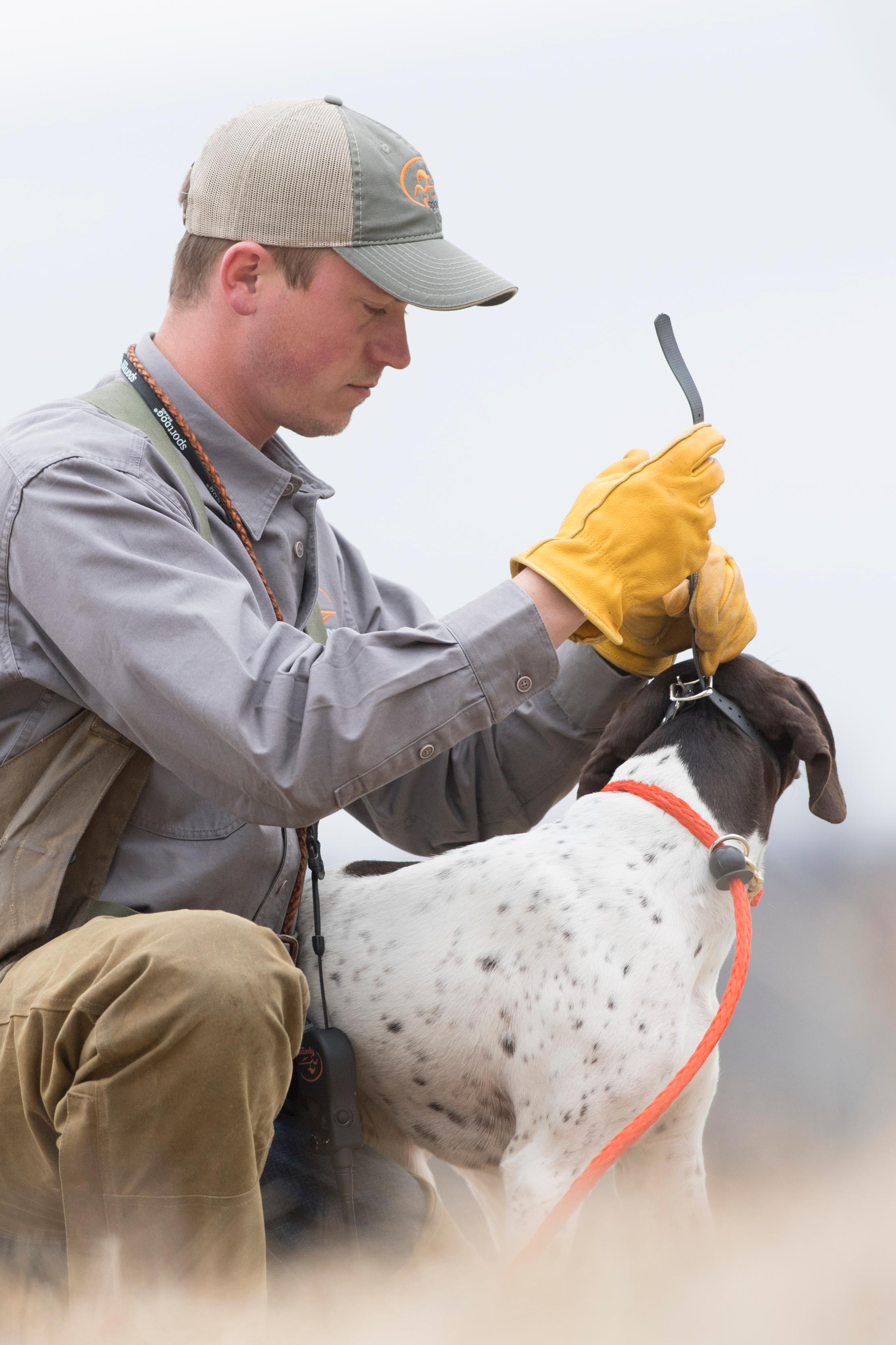 bloke fitting an e-collar on a German Shorthaired Pointer