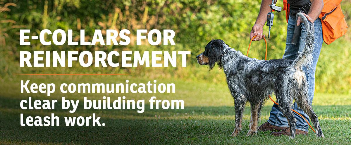 English Setter on lead by owner wearing e-collar remote with text: E-Collar for reinforcement. Keep communication clear by building off-leash work.
