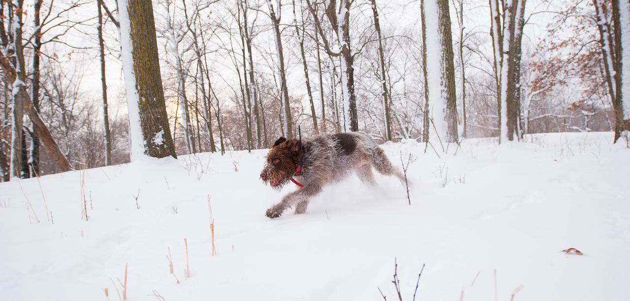 Draathar running through the snow.