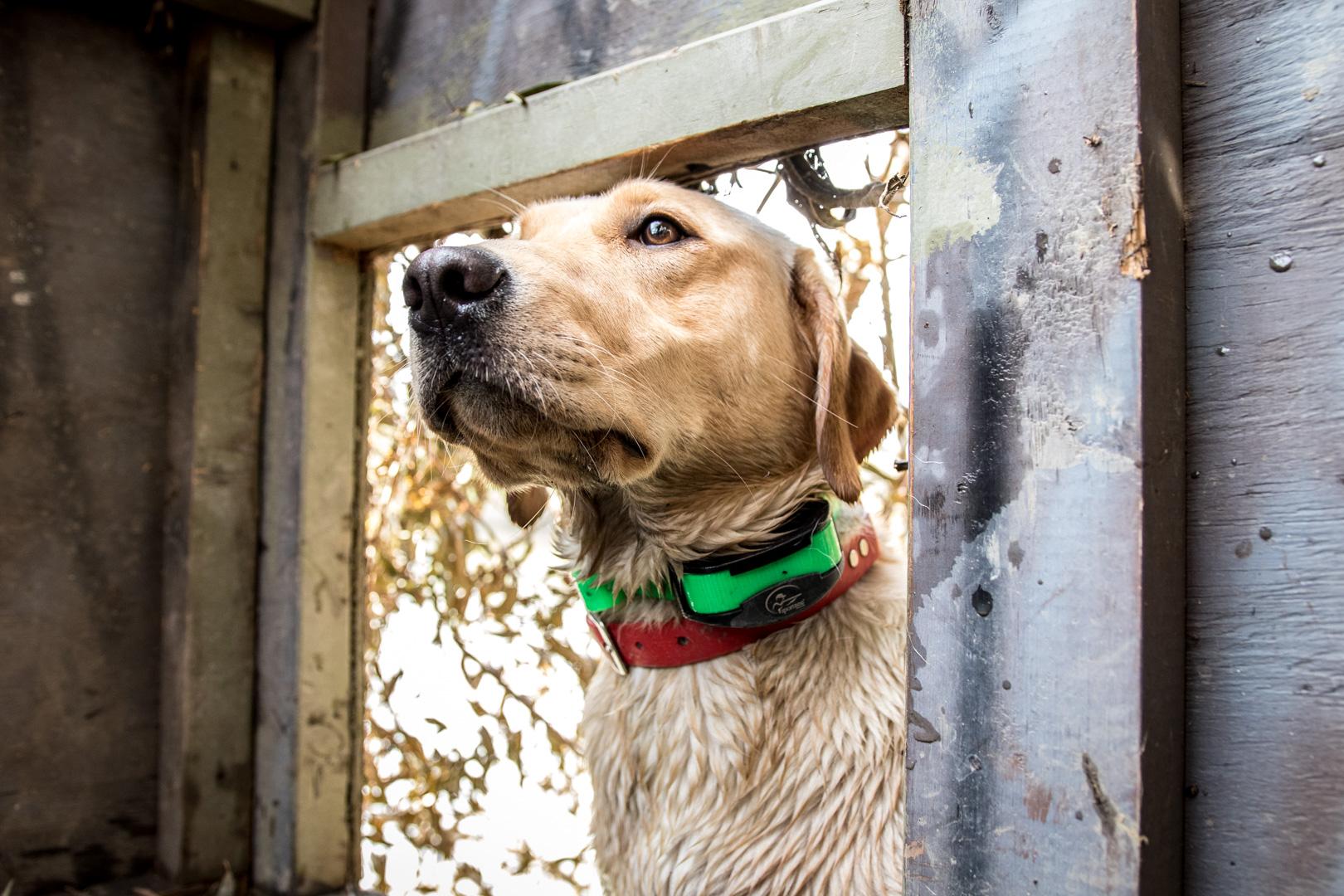 Yellow lab wearing e-collar on green strap in duck hide