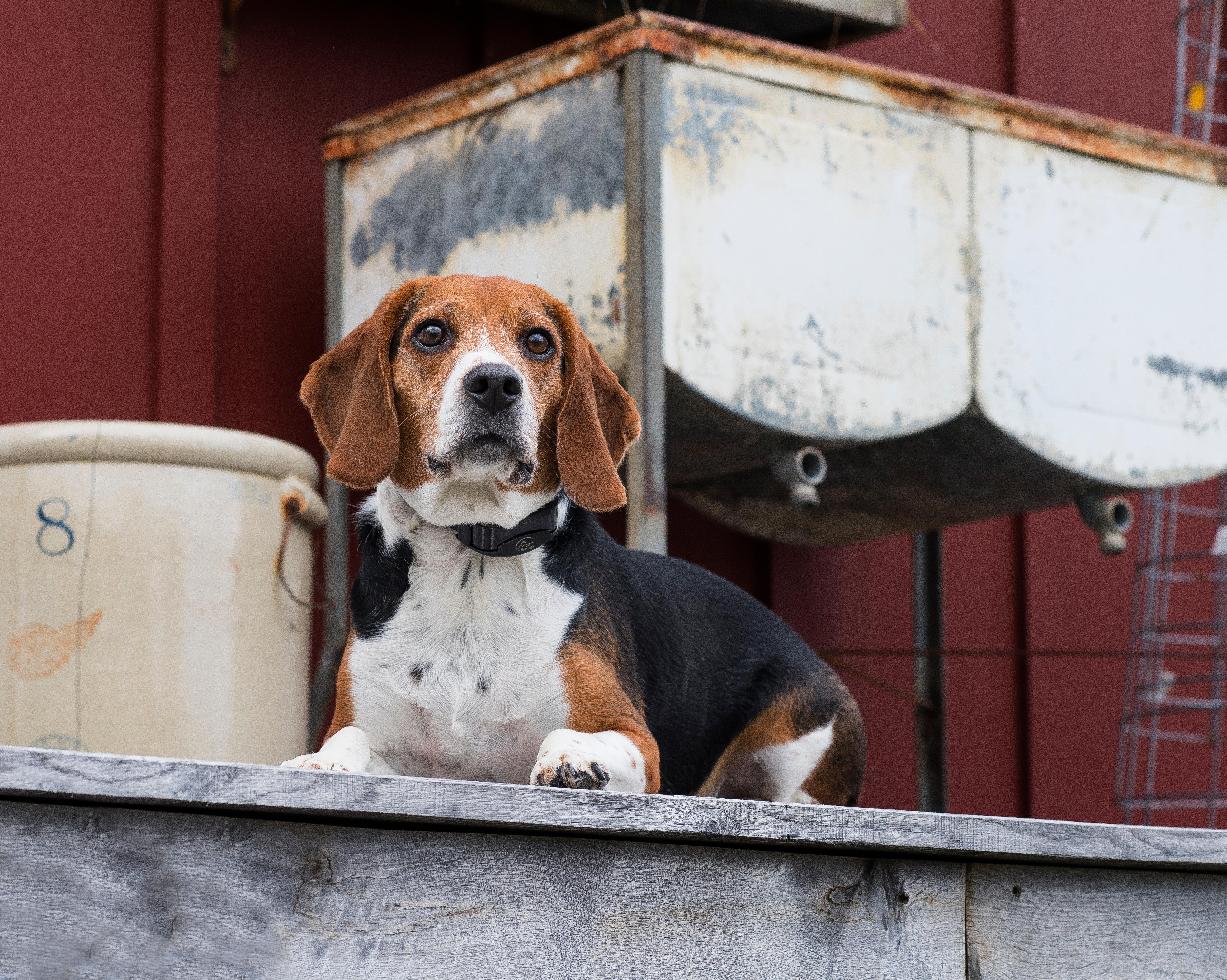 beagle laying quietly on porch with bark collar on