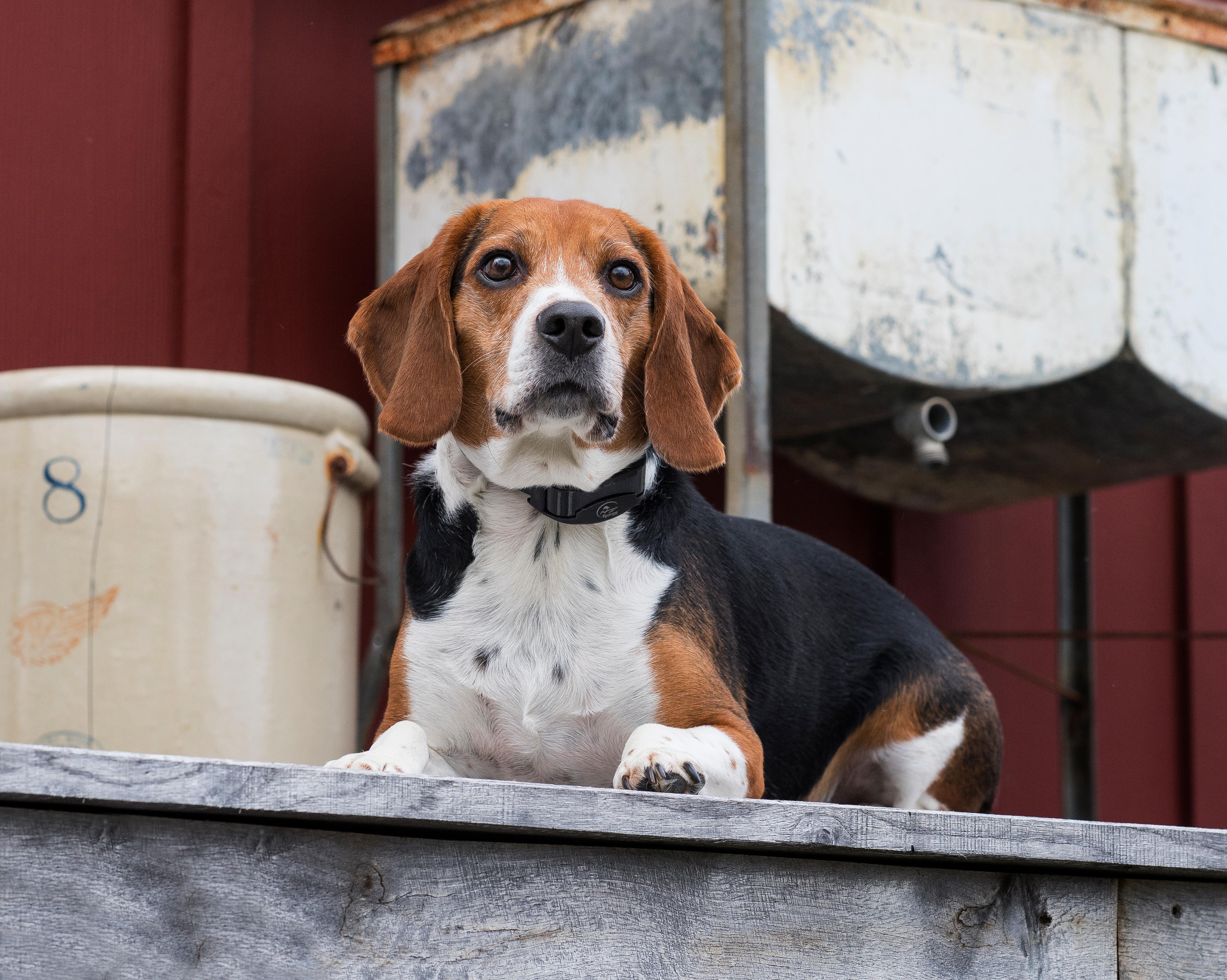 Beagle laying calmly on porch with bark collar on