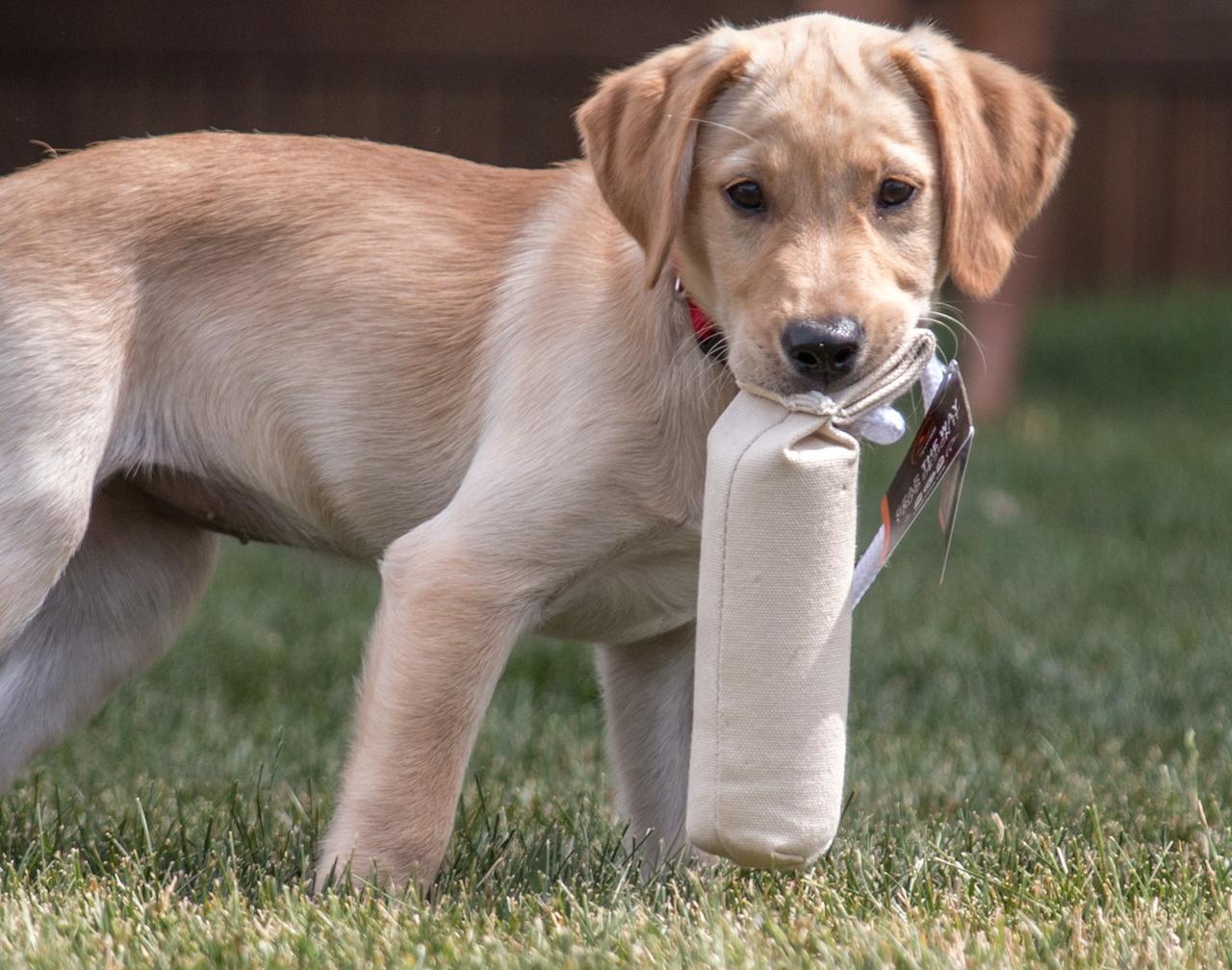 Yellow Lab puppy holding puppy dummy retrieving tool in mouth.