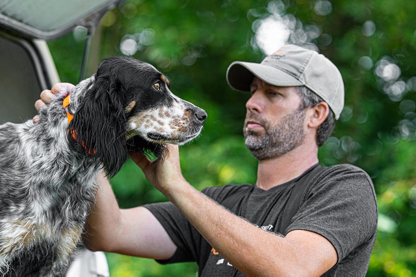 Dog trainer checking fit of e-collar on English Setter