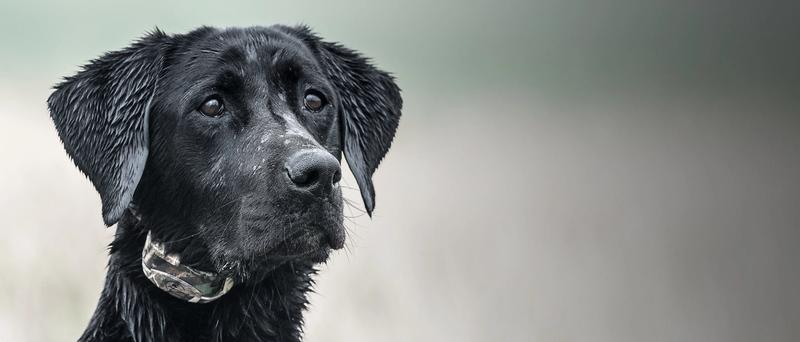Wet black lab focus on his head. Wearing a camo e-collar
