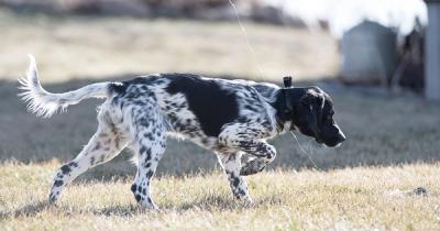 setter puppy pointing at bird wig on string