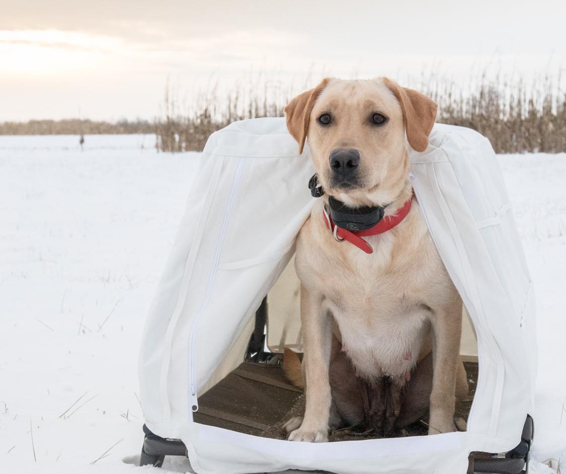 labrador jaune dans un champ blanc aveuglé dans un champ couvert de neige