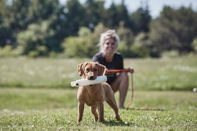 Yellow lab puppy holding dummy with handler in the background