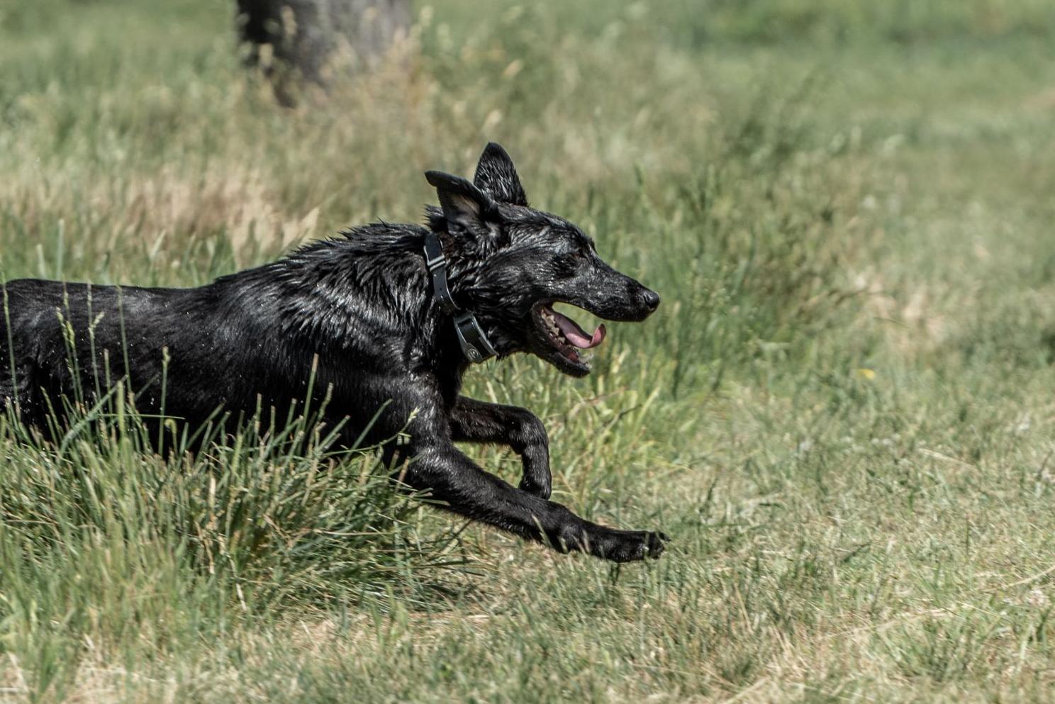 Black Lab running through grass panting
