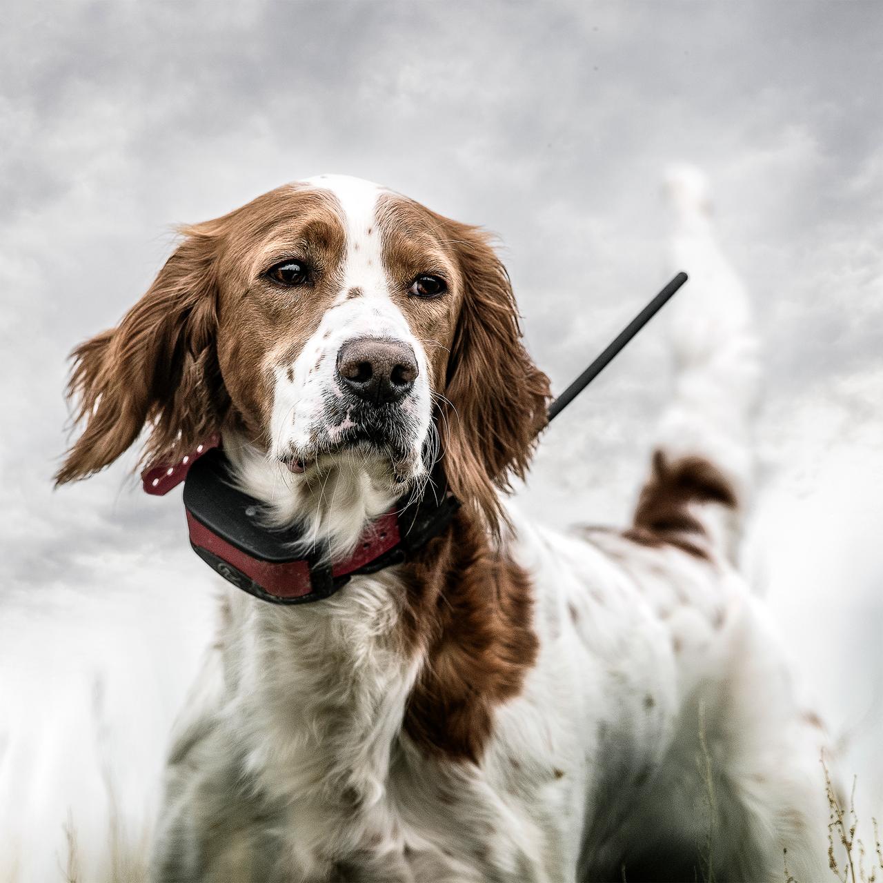 Setter on point wearing GPS collar