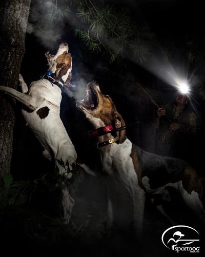 Two coonhounds barking up a tree