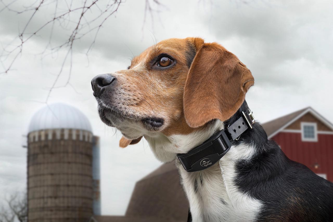 Beagle being quiet with bark collar on. Barn in the background.
