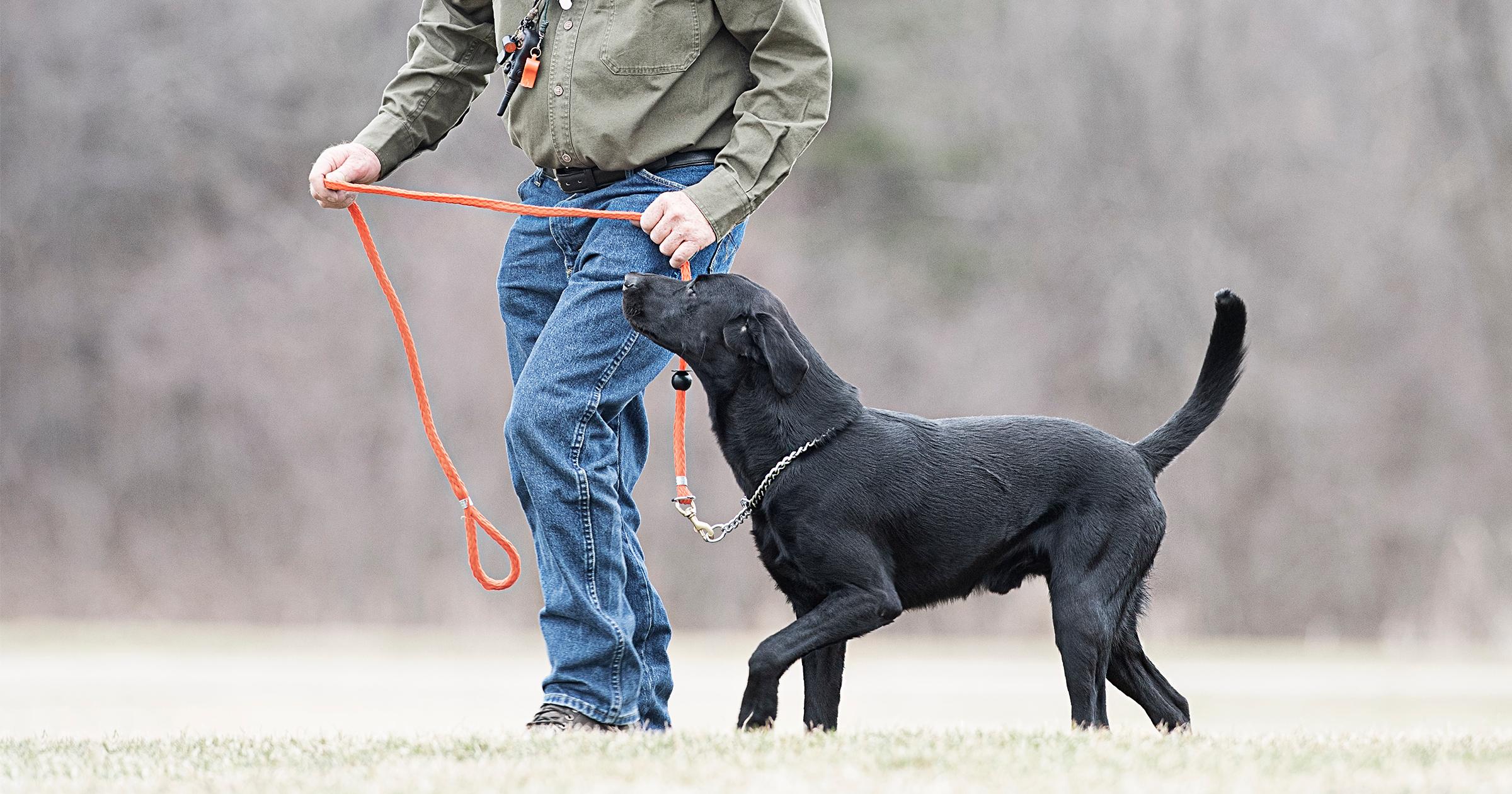 Black lab walking at heel on leash and training chain