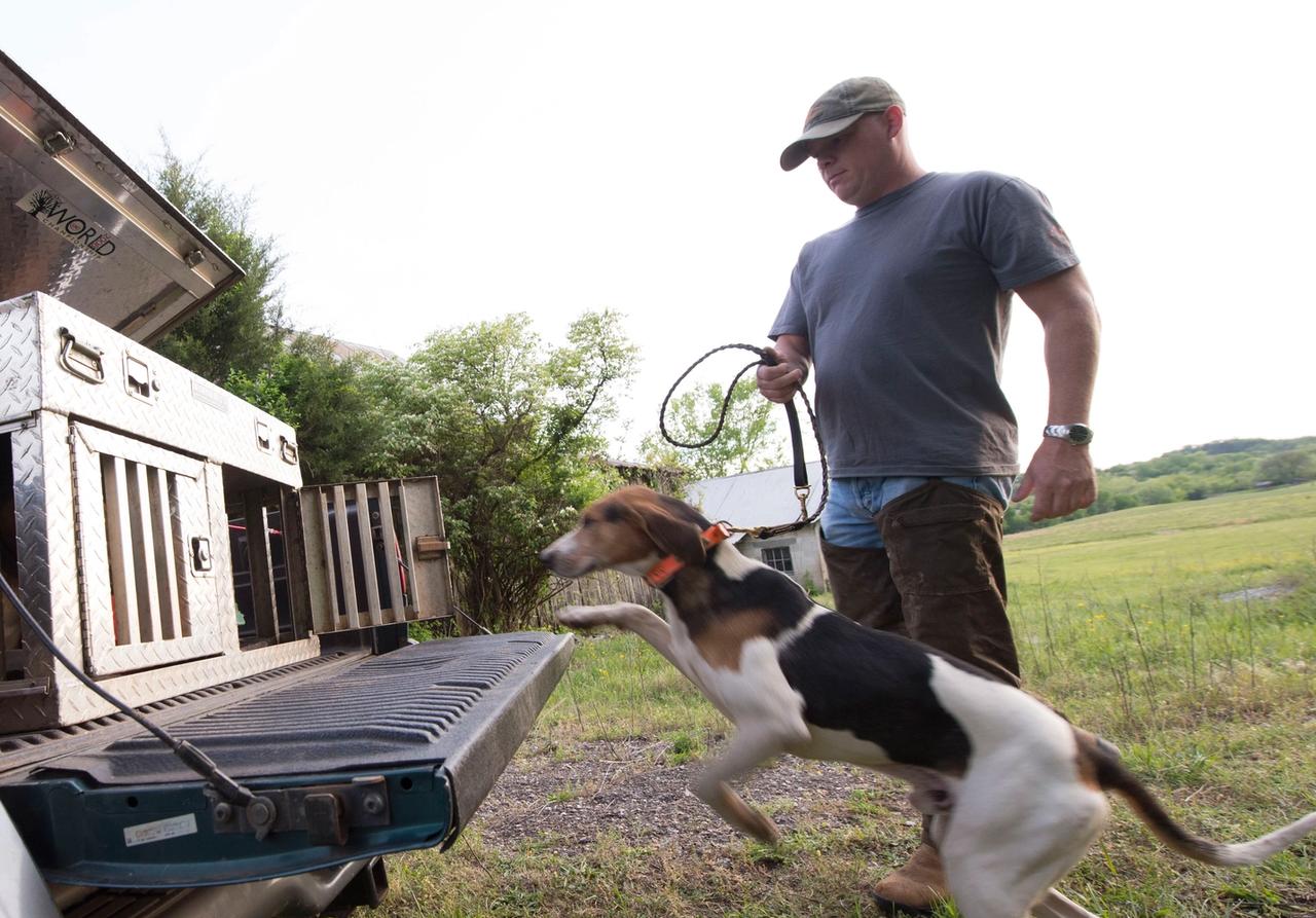 Young hound dog jumping on to the tailgate of a truck and in to a dog box. Handler standing behind him.