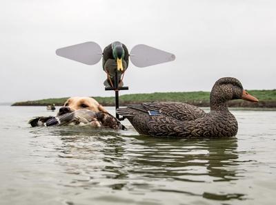 Yellow lab swimming with duck in its mouth next to decoys