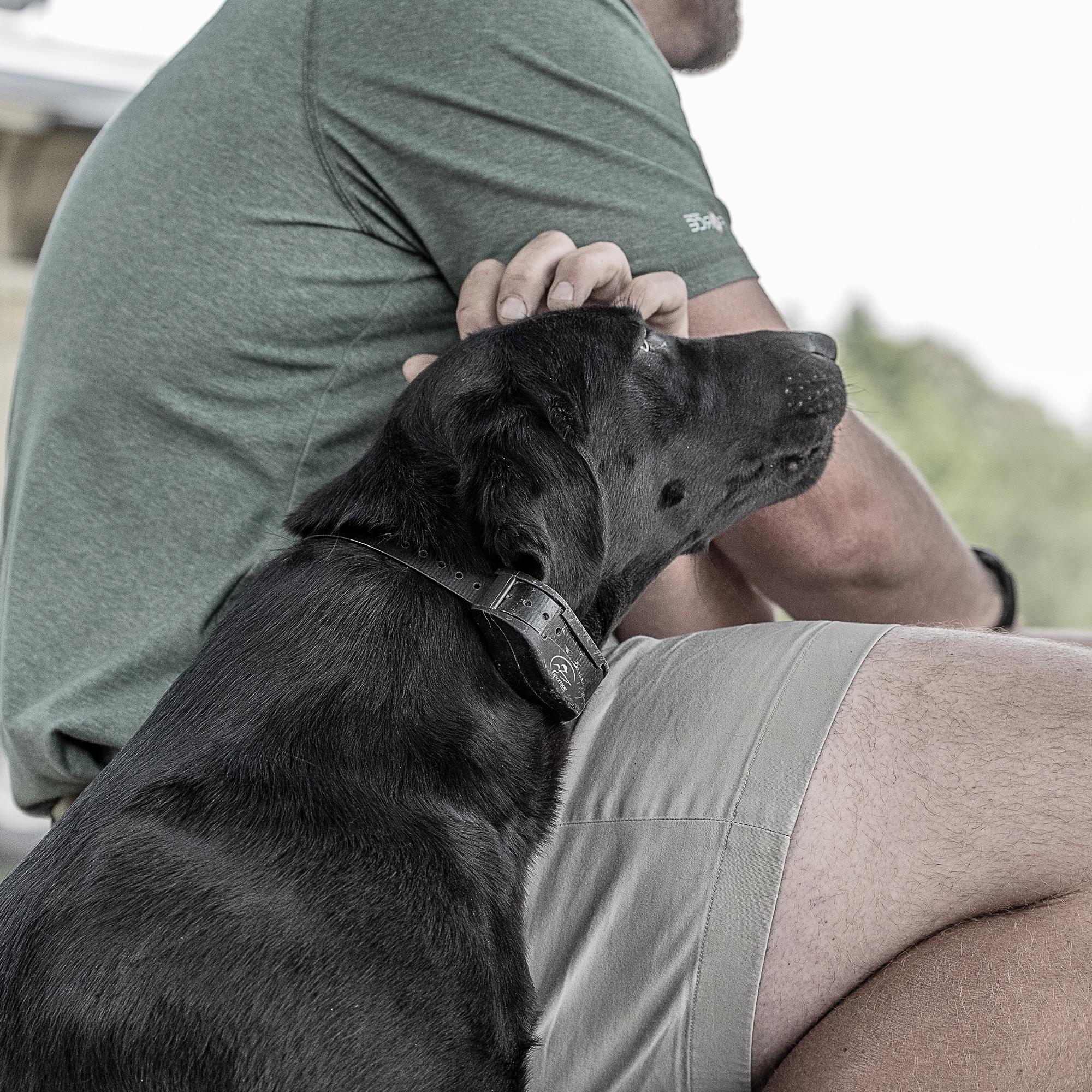 Black lab getting pats from trainer