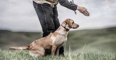 Labrador jaune concentré