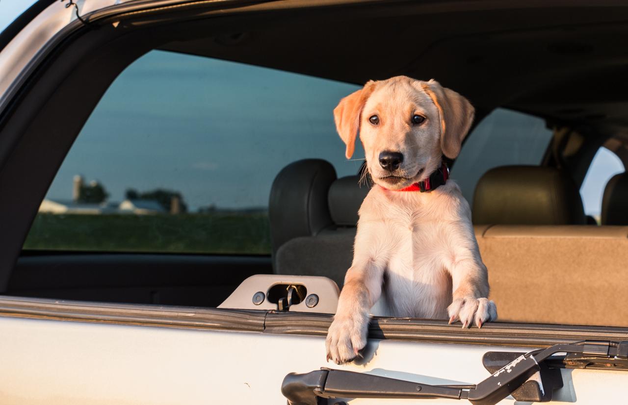 Yellow lab puppy in back of SUV with window open