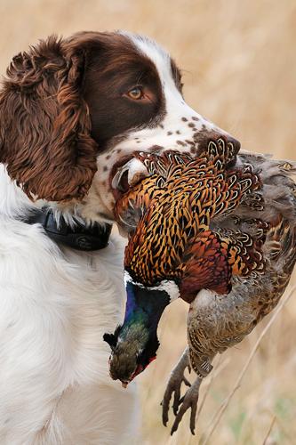 Spaniel hold a Pheasant in its mouth