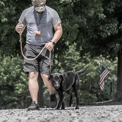 Black lab puppy learning how to walk at heel 