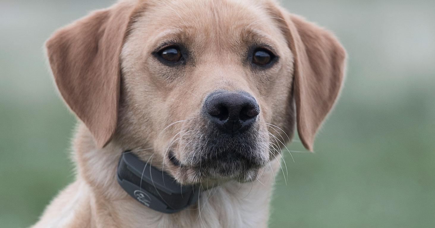 Retriever wearing SportDOG collar