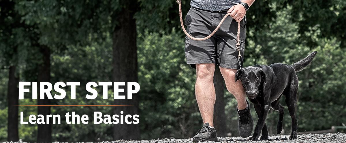 First Step - Learn the basic. Black lab puppy walking calmly by trainer learning heel on a leash and training chain.