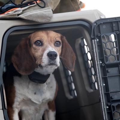 Beagle in a dog kennel