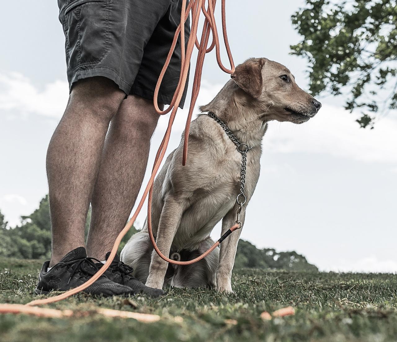 Young yellow lab sitting by trainers feet with training chain on attached to check cord