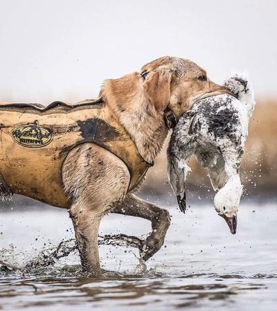 Yellow lab walking through water with snow good in mouth