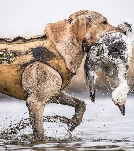 Yellow lab holding snow goose in its mouth