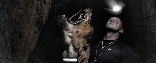 Hound dog barking up tree with handler in background.