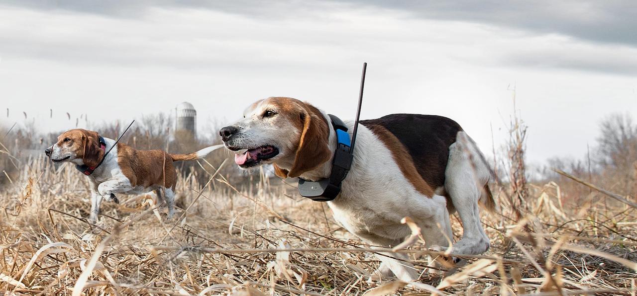 two beagles wearing GPS collars running through field