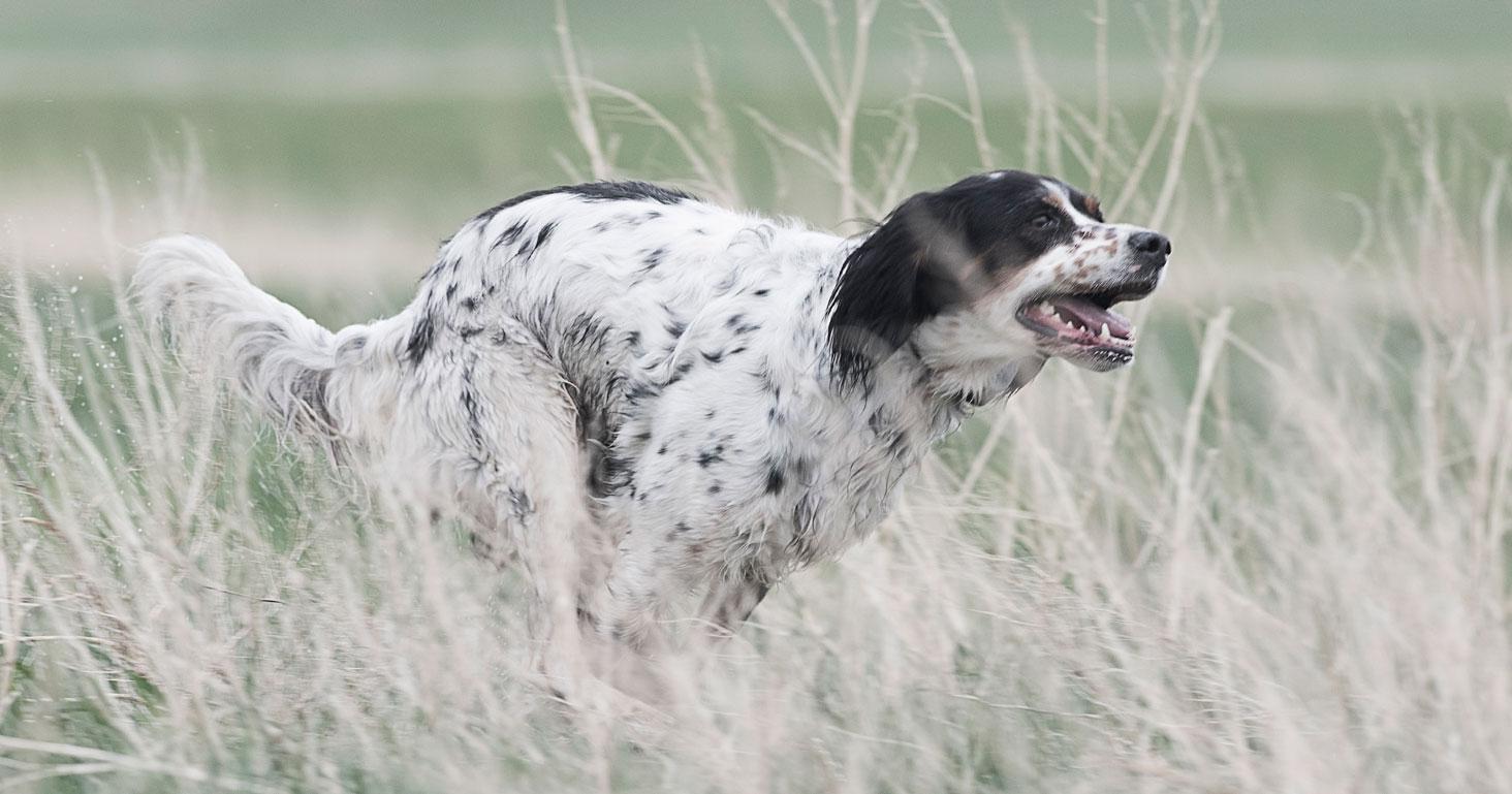 Dog runing through tall grass