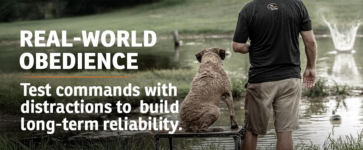 Chesapeake Bay Retriever holding steady on platform with splash from thrown dummy hitting the water in the background with text: Real-World obedience. Test commands with distractions to build long-term reliability..