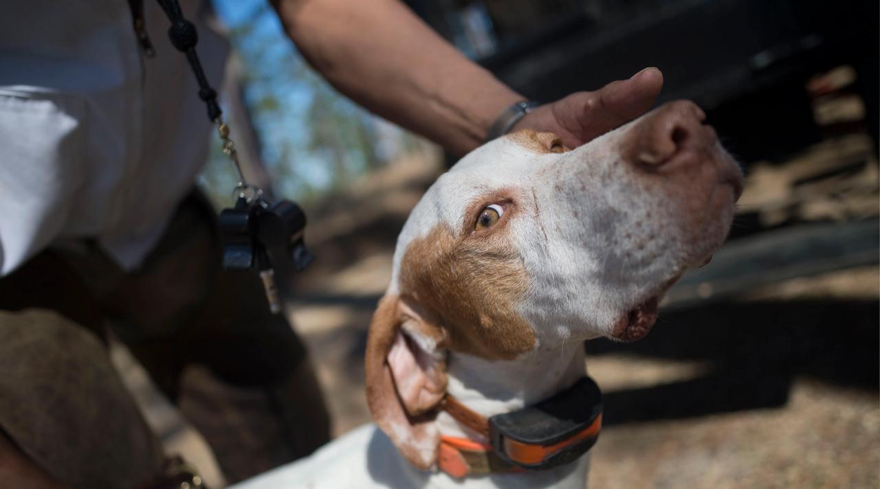 English Pointer being handled by person