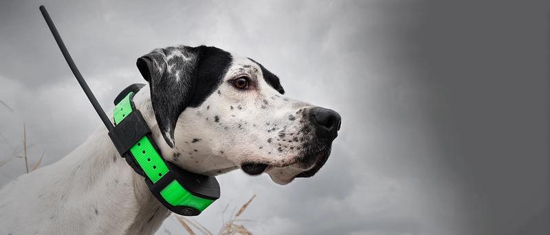 Dog wearing TEK collar