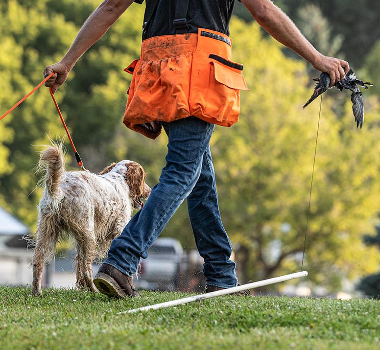 man walking dog away on leash with pigeon in hand