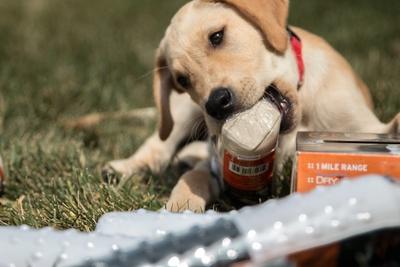 Yellow lab puppy chewing on a puppy bumper