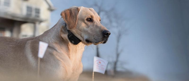 Dog wearing containment collar with flags in foregroound and house in background