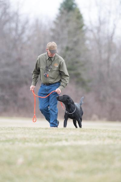 Black lab walking at heel on leash and training chain