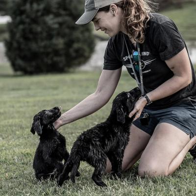 Two small black lab puppies being petted by female