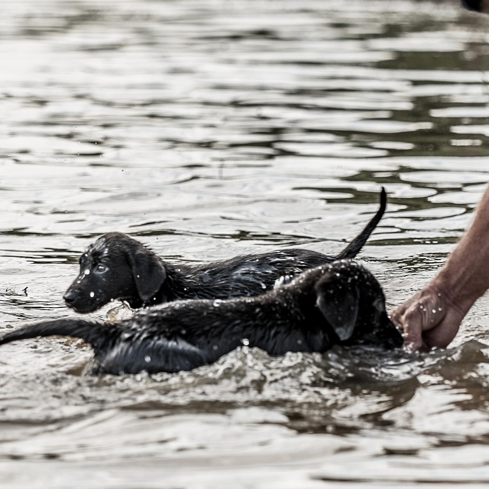 two black labrador puppies in the water next to a man standing in water holding a pigeon